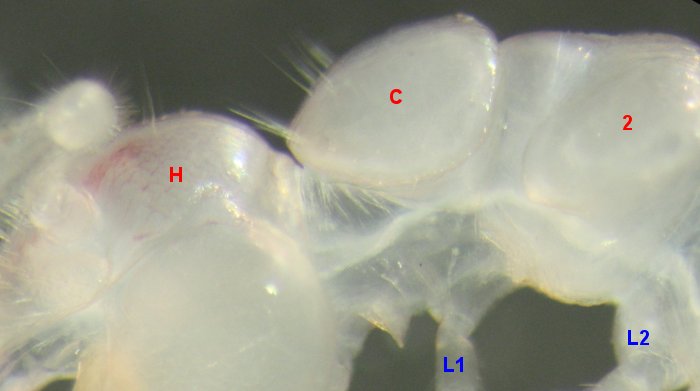 Lissodesmus perporosus