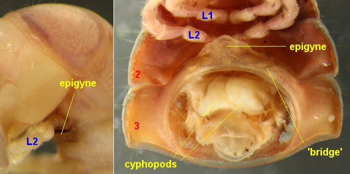 Lissodesmus + Tasmanopeltis