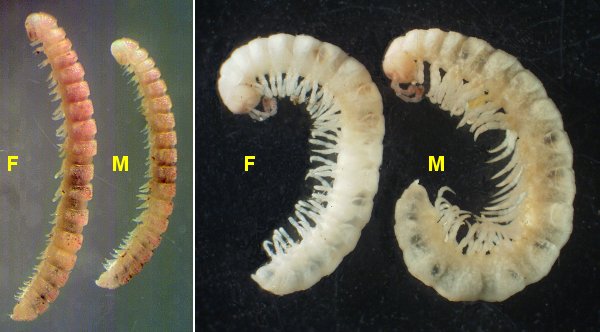 Agathodesmus + Atrophotergum