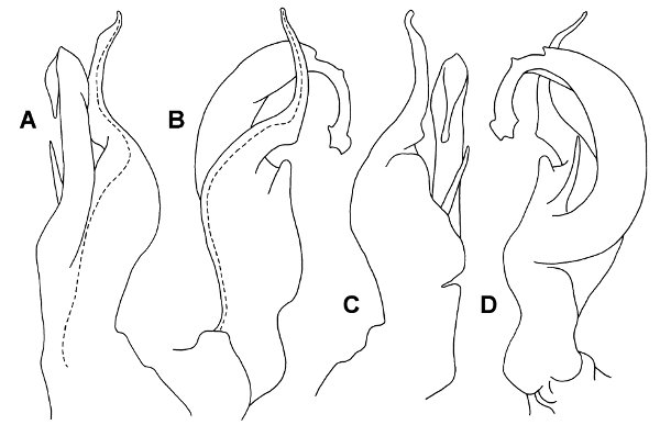 Gephyrodesmus