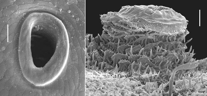 Paredrodesmus + Eutrichodesmus