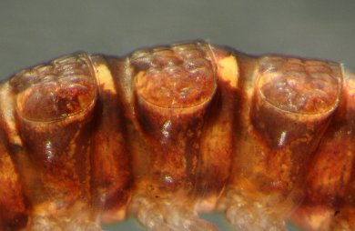 Tasmaniosoma