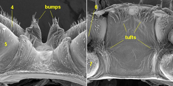 Noteremus + Tasmaniosoma